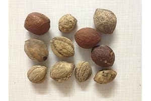 garnelenshop24de 5 semillas de almendro indio (árbol propio para hojas de almendro indio).