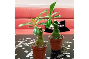 EASY PLANTS 2 Rare Adenium Obesum Desert Rose Impala Lily Succulent House Plant in Pot