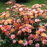 Rose Jazz® - Bodendeckerrose mehrfarbige Blüten in Orange Apricot Gelb - Kleinstrauchrose Pflanze Duftend Winterhart…