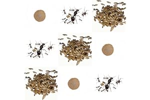 AntHouse Kits de Rechange Complet pour fourmilière de Sable