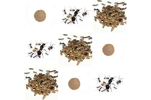 AntHouse Kits de Rechange Complet pour fourmilière de Sable