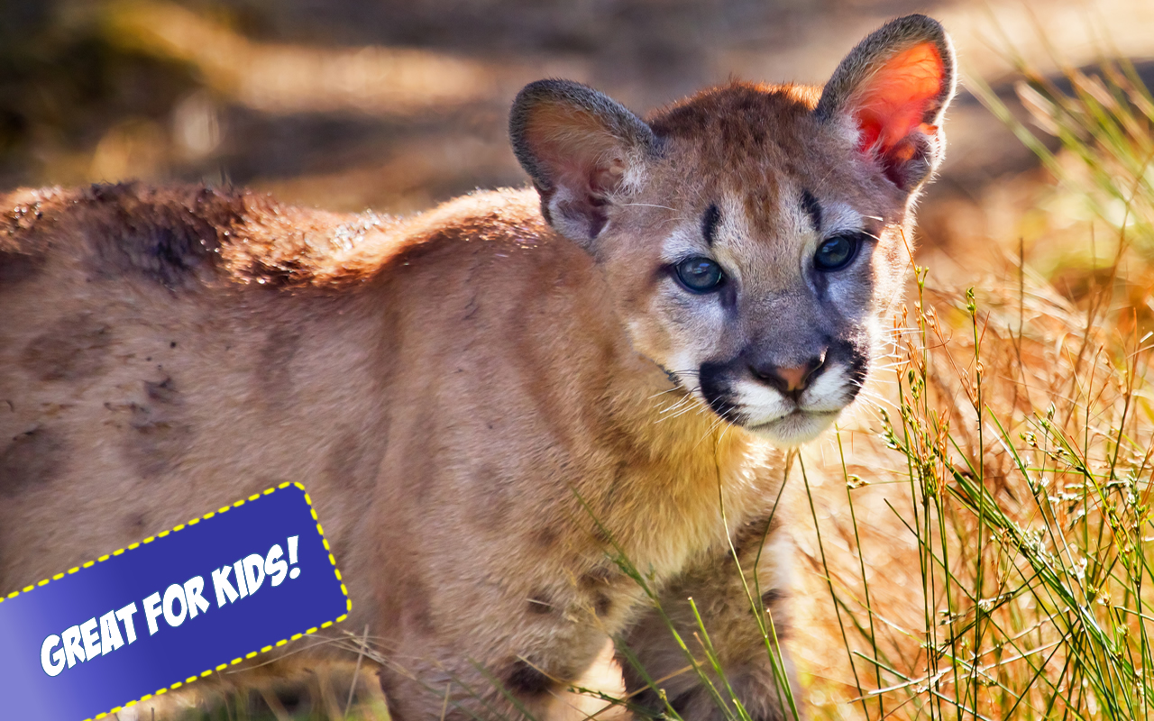 Big Cats Jigsaw Puzzles: Amazon.co.uk: Appstore for Android