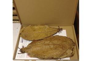 garnelenshop24de ~35 Seemandelbaumblätter 25-30cm (=100 Gramm) Seemandelbaumblätter original A-Markenware von SMJS-Cambodia BLITZVERSAND im Karton Seemandellaub Catappa Leaves