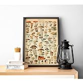 General Mushroom Varieties Artistic Wall Decoration Poster 40x50cm