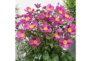 GARDENERSDREAM Anemone Plant Fantasy Red Riding Hood Japanese Anemone | Deciduous Perennial (20-30cm Incl. Pot)
