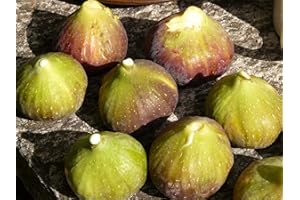 CLEMATITE.NET Figuier Goutte D'or C 4 Litres