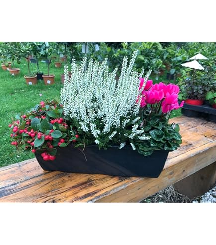 BALDUR Garten 3er-Set Calluna Knospenheide - Winterharte Stauden In 3 Farben