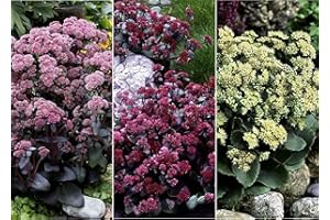 IOVIVO Perennial Assortment Large Stonecrop