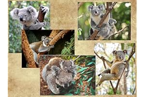 EDITION COLIBRI Animal-carte postale animaux en australie : kOALA-mAMA et bébé "10631)