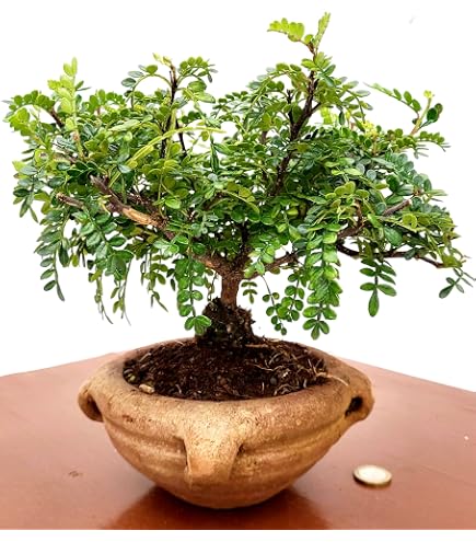 Dracaena Cintho Lemon - Pianta Vera Con 3 Tronchi In Vaso Ceramica Bianco A Righe, Perfetta Per Arredare Casa