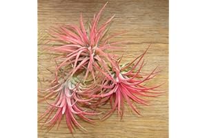 RIBBLE PLANTS Tillandsia Ionantha 'Rojo' Aire Planta X 3