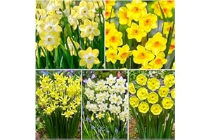 WOODLAND BULBS 30 x Sweetly Scented Fragrant Mixed Daffodil Bulbs - Daffodils & Narcissus 5 Varieties - Spring Flowering Bulbs - Ready to Plant - Bulb Size 8/10 - (Free UK P&P)