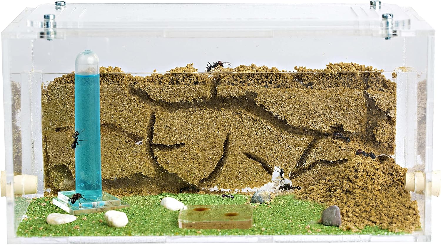 Anthouse.es - Hormiguero Natural de Arena - Kit Inicio Acrílico 20x10x10 cm - Granja de Hormigas con Colonia de Hormigas, Arena, Piptea y Bebedero Incluido - Fácil Instalación