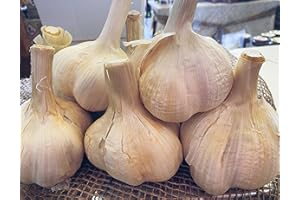 PAG Pierucci Agricoltura Aglione Della Val Di Chiana - 1 Kg