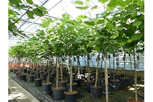 gruenwaren jakubik kompakter Feigenbaum 150-180 cm Obstbaum, winterhart, Ficus Carica, Feige