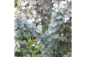 GARDENERSDREAM Eucalyptus gunnii Azura - Cider Gum | Outdoor Garden Ready Evergreen Tree Plants | 20-30cm Potted