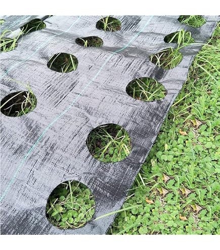 Telo Pacciamante Biodegradabile Forato Ogni 20 Cm, Larghezza 80 Cm, Lunghezza 100 Metri, Anti-erbacce E Protegge L'Umidità Per Orto E Giardino