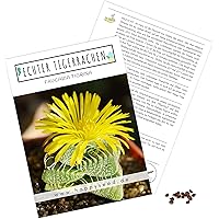 Exotische Kakteen Samen mit hoher Keimrate - Sukkulenten Samen Set für deinen eigenen wunderschön blühenden Kaktus (1x…