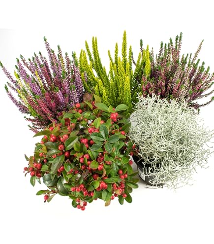 Winterharte Balkonpflanzen BALDUR Garten Calluna Kn Produktbild-Vorschau 6
