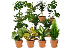 BLUME IDEAL Set de 7 Plantas Sorpresa | +/- 40-70 cm | ø 12-15 cm maceta | Plantas para el hogar y la oficina, calidad de expertos en plantas, envío rápido, decoración verde