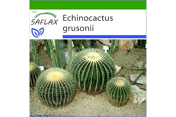 SAFLAX - Kaktusar - Svärmorsstol - 40 Frön - Med pottsubstrat för bättre odling - Echinocactus grusonii