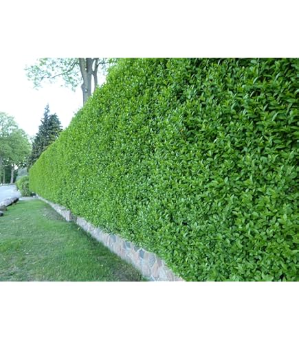 Japanischer Liguster Texanum 40-60cm - Ligustrum japonicum - lebende  Gartenpflanze aus den Baumschulen : Amazon.de: Garten
