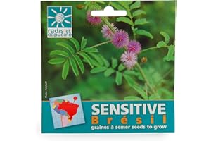 Radis et Capucine - Sachets Graines Exotiques À Semer - Mimosa Du Brésil