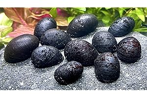 WaterPlants 5 Anthrazit-Napfschnecke, Algenfresser/Stück 1,99€