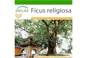 SAFLAX - Peepul Tree/Sacred Fig - 100 Seeds - with Soil - Ficus religiosa