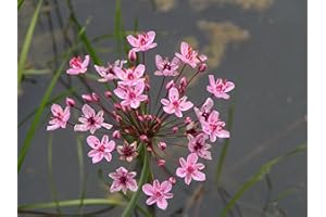 Lincolnshire Pond Plants Ltd Marginal Plants - Live Water Plant Aquatic Pond Lake Marginal - Pond Plants (Butomus Umbellatus) - 9cm Bareroot