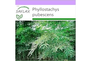 SAFLAX - Bambou Moso - 20 graines - Phyllostachys pubescens
