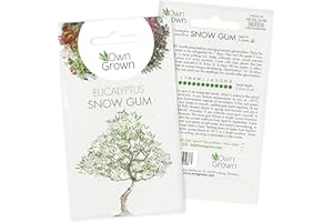 Grow Your Own Bonsai Trees: Premium Bonsai Seeds for Eukalyptus Tree – 5 Snow Gum Bonsai Tree Seeds – Snow Gum Tree Plant Seeds to Grow Your own Tree – Make Your own Bonsai Indoor Plants by OwnGrown