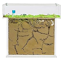 Kit Alimentazione Formiche - Nettare Blue Sugar 50ml, Semi 22g E Megabeeder - Foto 12