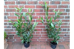 PFLANZEN BÖRING 10 Kirschlorbeer Pflanzen, Höhe: 60-70 cm ab Topf, Prunus Caucasica