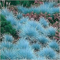 5x Festuca Glauca 'Elijah Blue' - Blauschwingel Ziergras Winterhart 1 Liter