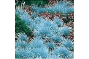 3 x Festuca glauca/cinerea 'Festina' im 1 Liter (Ziergras/Gräser/Winterhart/Bodendecker/Mehrjährig/Immergrün) Blauschwingel - Intensives Blau für moderne Gartenakzente - von Stauden Gänge