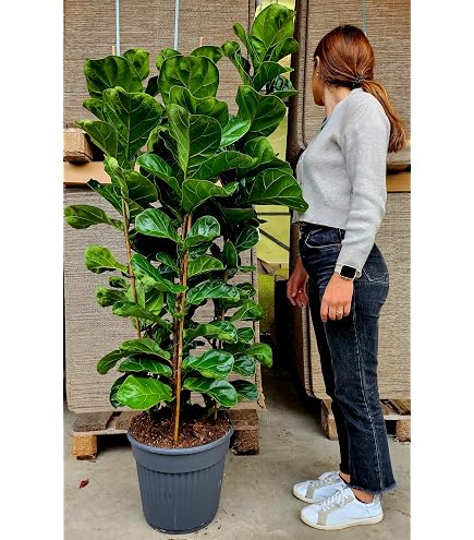 Ficus Elastica Abidjan - Piante da interno purifica aria