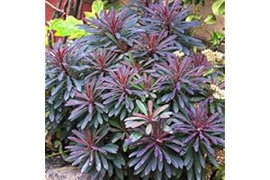 GARDENERSDREAM Euphorbia Miners Merlot - Outdoor Plants Garden Ready - Semi-Evergreen White Flowering Perennial Plant for Pots, Containers, Borders and Flower Beds (9cm Pot, 15-25cm)