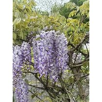 Blauregen >Wisteria sinensis< 3 Samen (Schne blhende Kletterpflanze  Winterhart) : Amazon.de: Garten