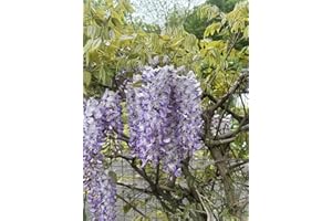 SAMENCHILISHOP (IMMER NUR EINMAL VERSAND) Lluvia azul >Wisteria sinensis< 3 semillas (Hermosa planta trepadora floreciente resistente al invierno)