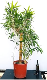 Bambu Nano In Vaso Ceramica Argento Pianta Vera Amazon It Giardino E Giardinaggio