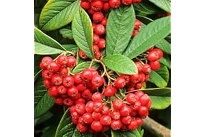 GARDENERSDREAM Red Berried Cotoneaster Cornubia | Evergreen Potted Bushy Garden Shrub (15-30cm Incl. Pot)