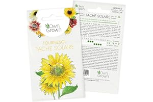 Graines de tournesol variété Tâche Solaire/Sunspot (Helianthus annuus) pour la culture d'environ 30 plantes sauvages dans votre jardin, Graine tournesol de qualité supérieure par OwnGrown