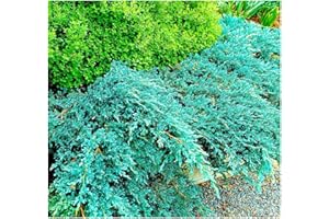 GrowOn Shrubs [x3] Dwarf Conifer Juniperus Squamata 'Blue Carpet' | Multi-Pack | Evergreen Shrubs | Outdoor Garden Ready Plants