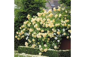 GENERIC Gorgeous Fragrant Yellow Climbing Rose Plant in A 3 Lt Pot for Outdoor Planting, Garden Wall, Arches & Pillars