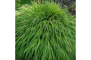 ONE CLICK PLANTS 3 x Hakonechloa macra | Japenese Forest | Low Maintenance Ornamental | 3 x 9cm