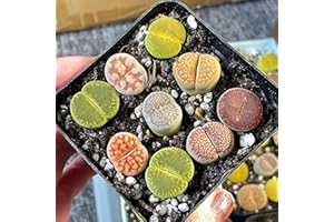 GENERIC 9pcs Lithops in 7cm Pot, Brilliant Colour Lithops Living Stones Plants, Easy-Care Cactus Succulent House Plant in Pot - Live Plants