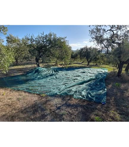 Filet De Récolte Olives 10x10m - 90gr Splité - Réseau Serviettes Pour Olives, Noix, Amandes