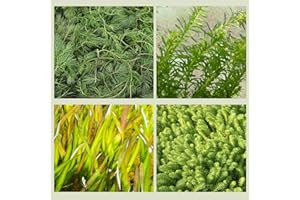 WASSERPFLANZEN WOLFF - 4er-Bundle Unterwasserpflanzen-Set Sauerstoffpflanzen für Teiche – Verschiedene Schnellwuchsarten zur effektiven Algenbekämpfung und für kristallklares Wasser im Gartenteich