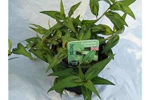 COUNTRY CLIMBERS & GARDEN FAVOURITES Vietnamese Coriander herb Plant Asian Cuisine soups Salads 9cm Pot